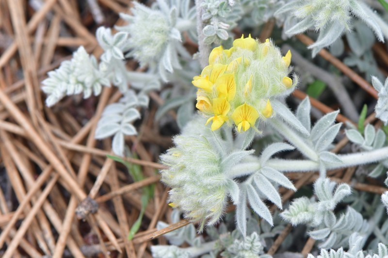 Anthyllis tejedensis photo 2