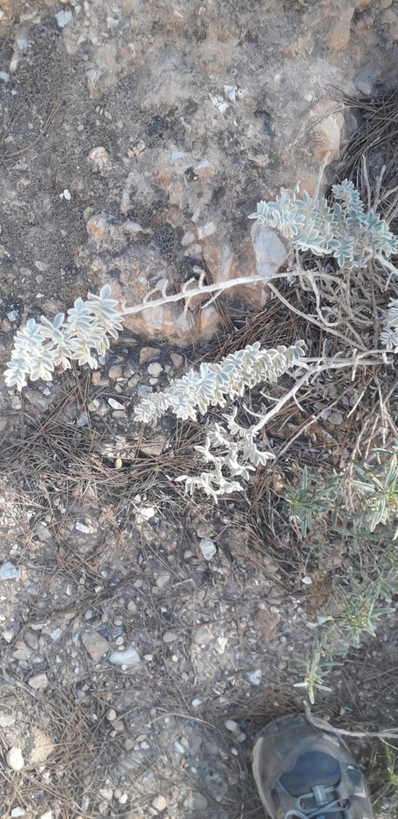 Anthyllis tejedensis photo 3