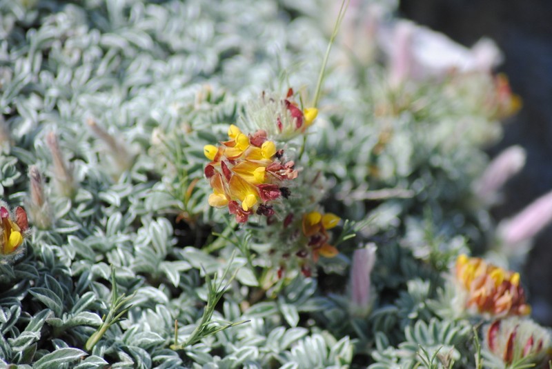 Anthyllis tejedensis photo 4