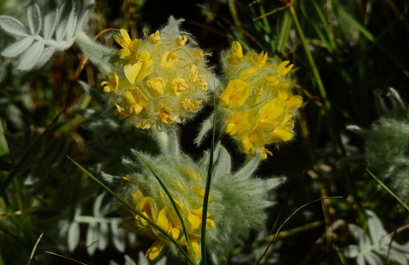 Anthyllis tejedensis photo 5