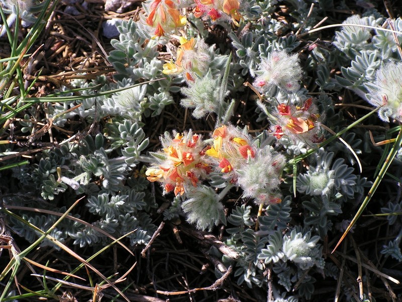 Anthyllis tejedensis photo 6