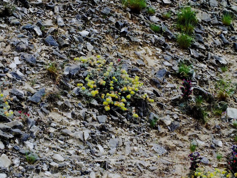 Anthyllis tejedensis photo 7