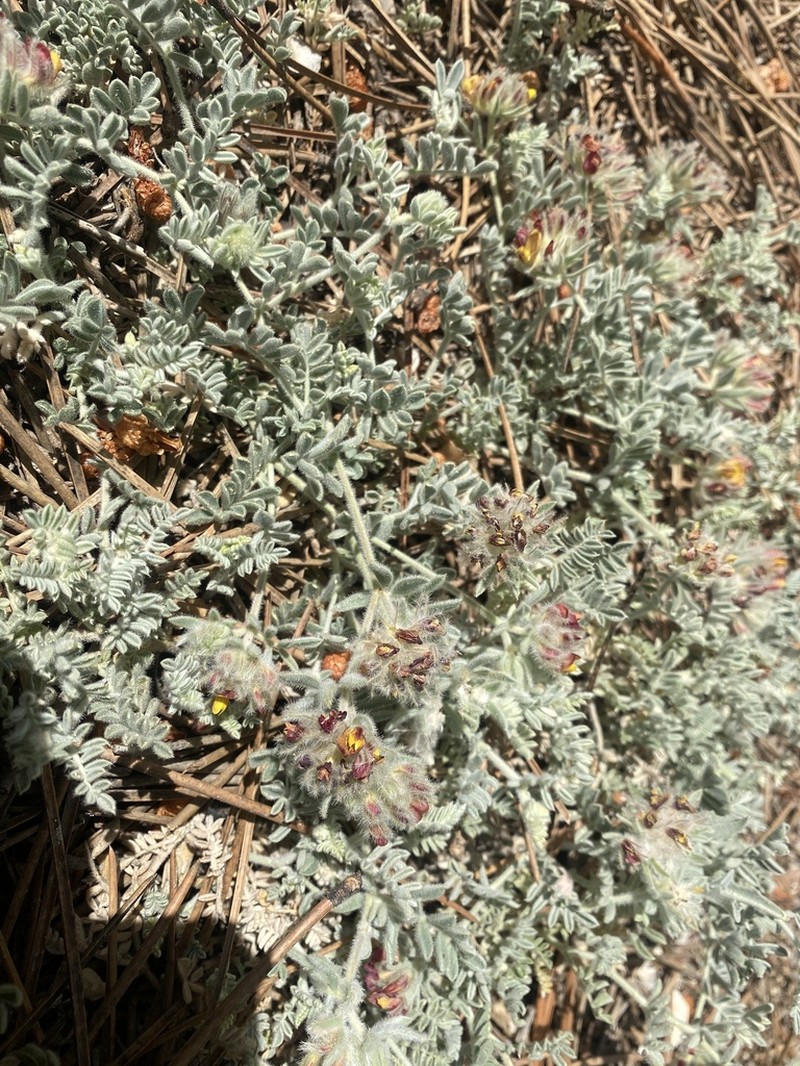Anthyllis tejedensis photo 8