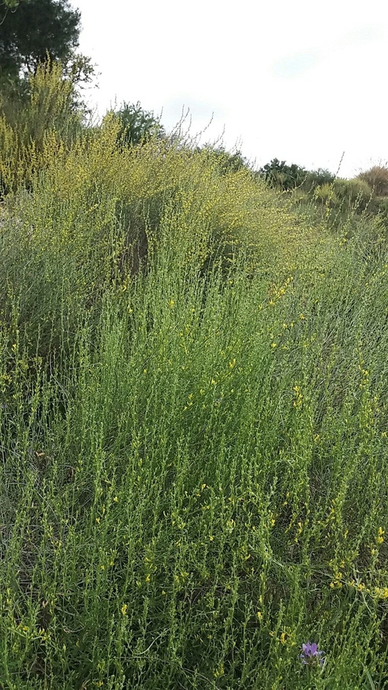 Anthyllis terniflora