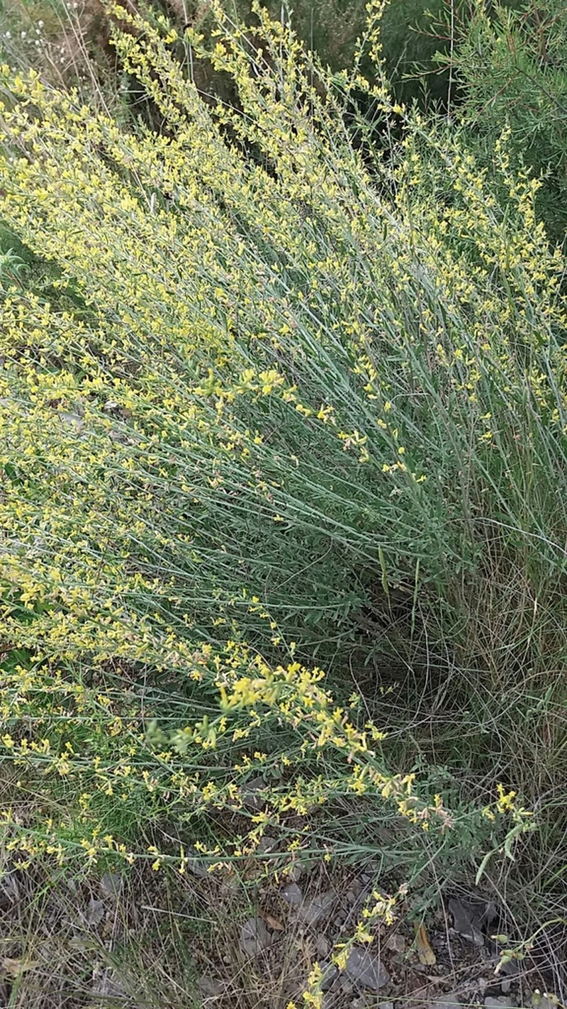 Anthyllis terniflora photo 2