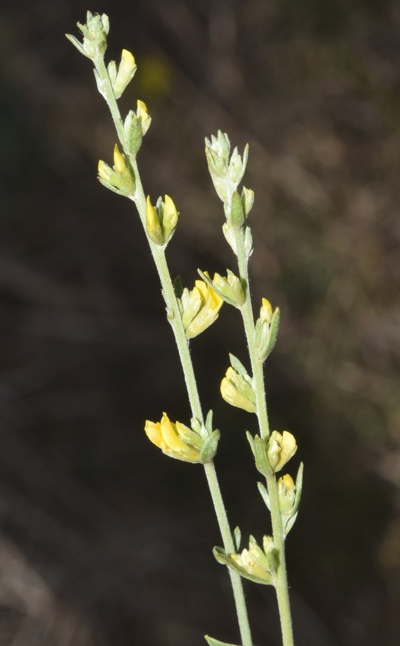 Anthyllis terniflora photo 3