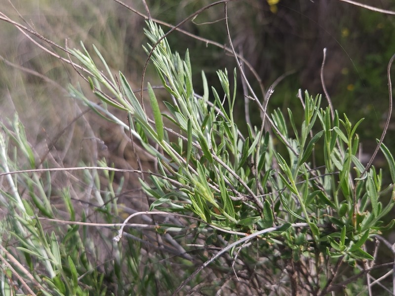 Anthyllis terniflora photo 4