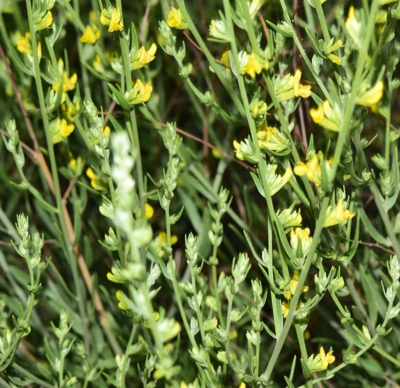 Anthyllis terniflora photo 5
