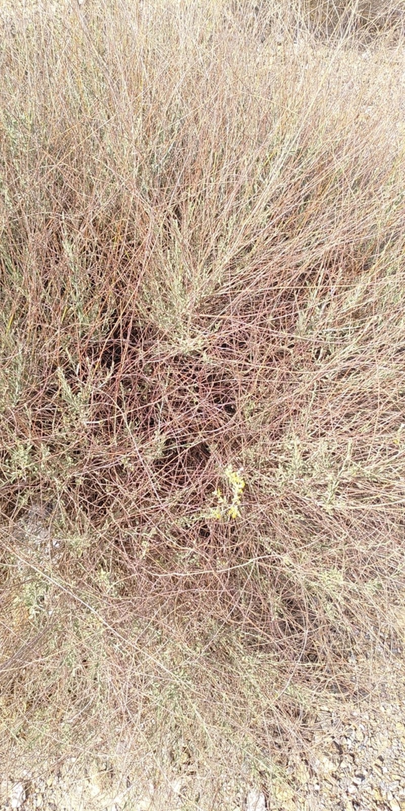 Anthyllis terniflora photo 6
