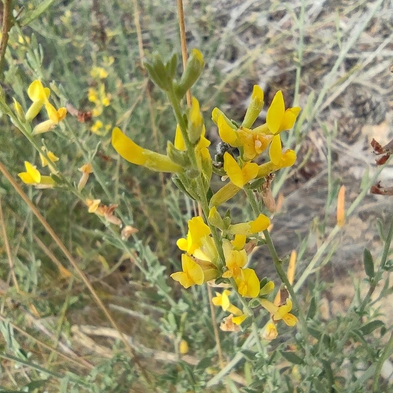 Anthyllis terniflora photo 8