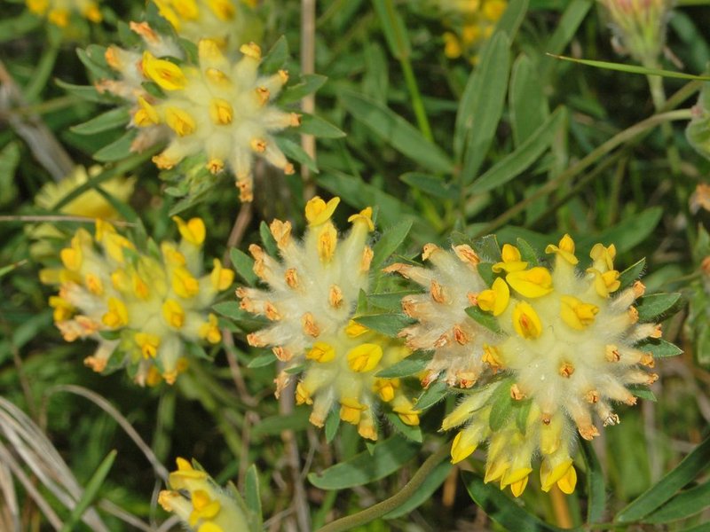 Common Kidneyvetch photo 3