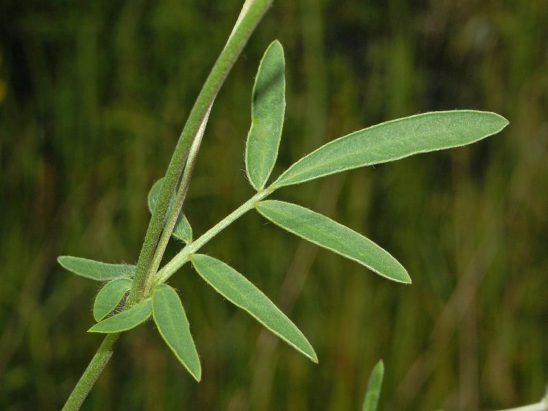 Common Kidneyvetch photo 4