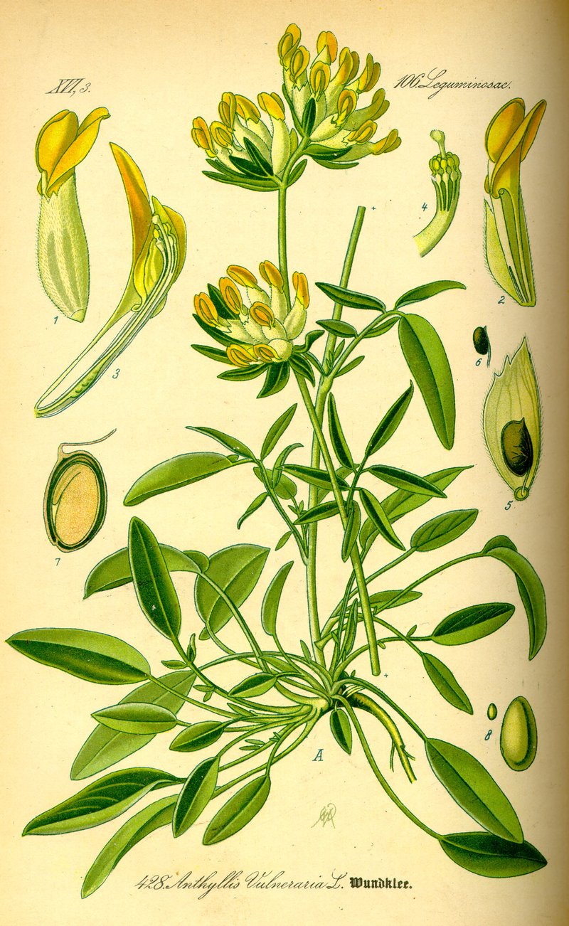 Common Kidneyvetch photo 5