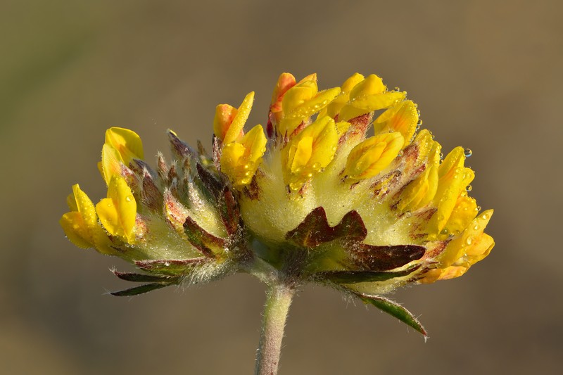 Common Kidneyvetch