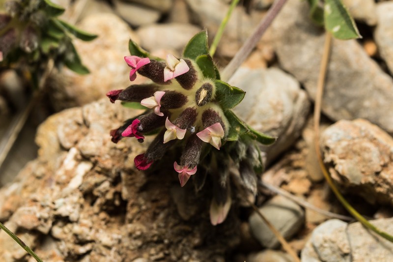 Common Kidneyvetch photo 6
