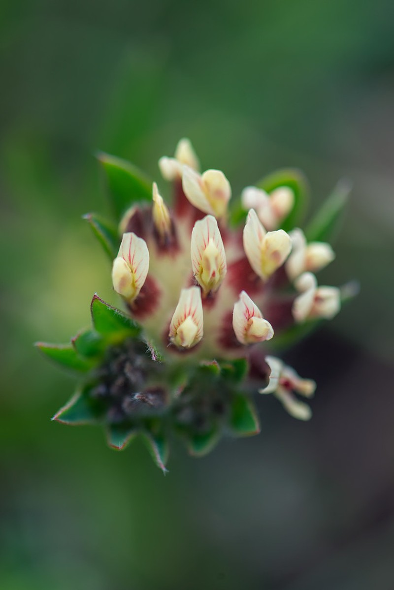 Common Kidneyvetch photo 7