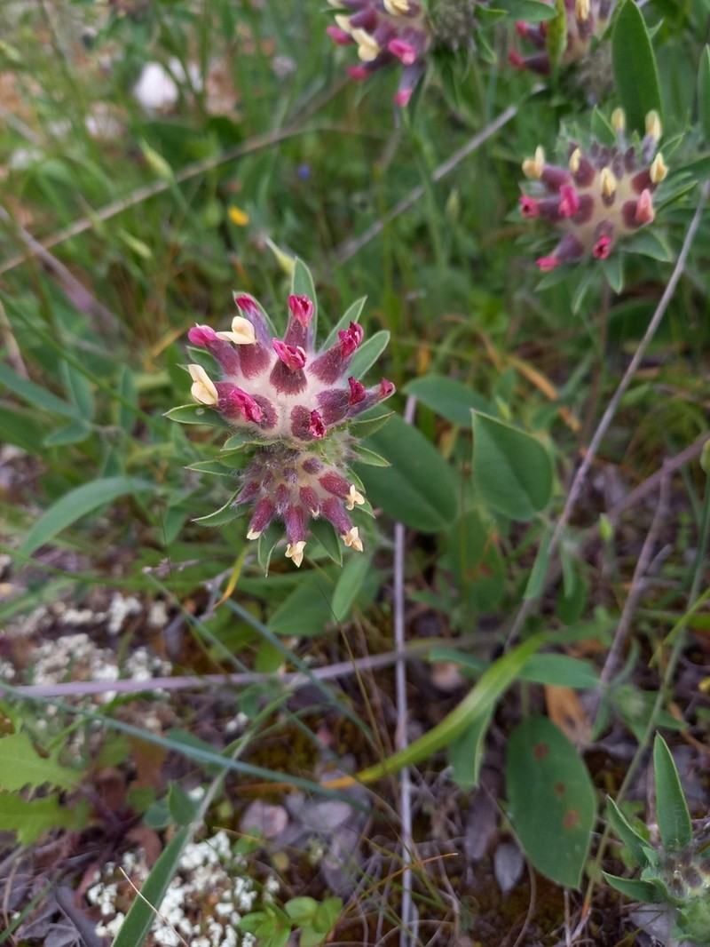 Common Kidneyvetch photo 8