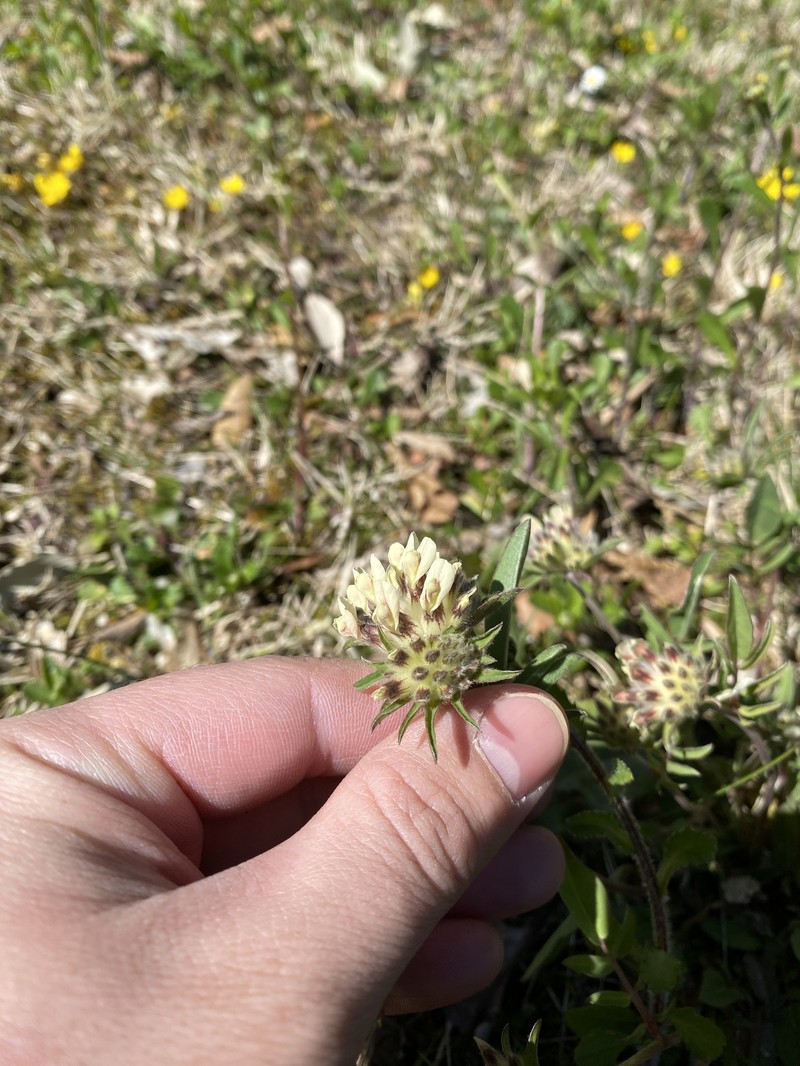 Anthyllis vulneraria subsp. baldensis