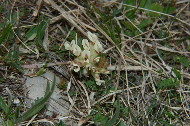 Anthyllis vulneraria subsp. baldensis photo 2