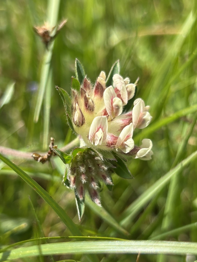 Anthyllis vulneraria subsp. baldensis photo 3