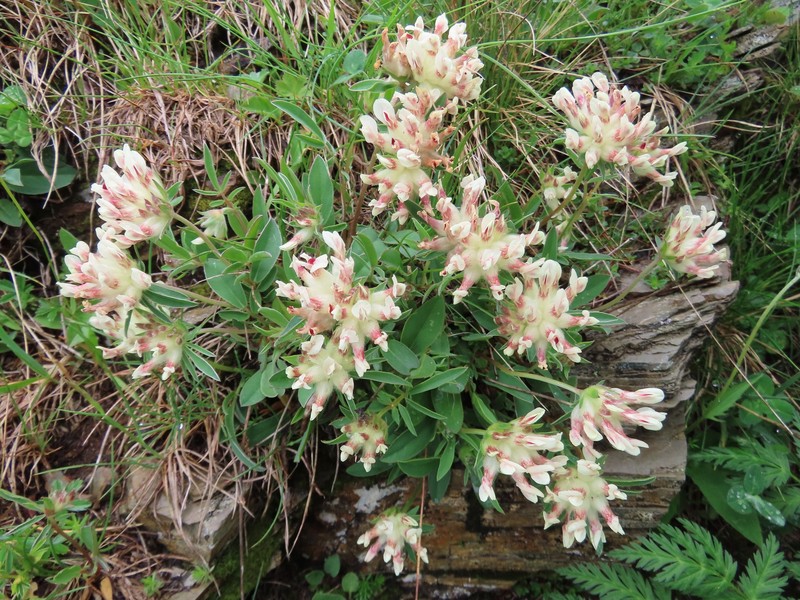 Anthyllis vulneraria subsp. baldensis photo 4