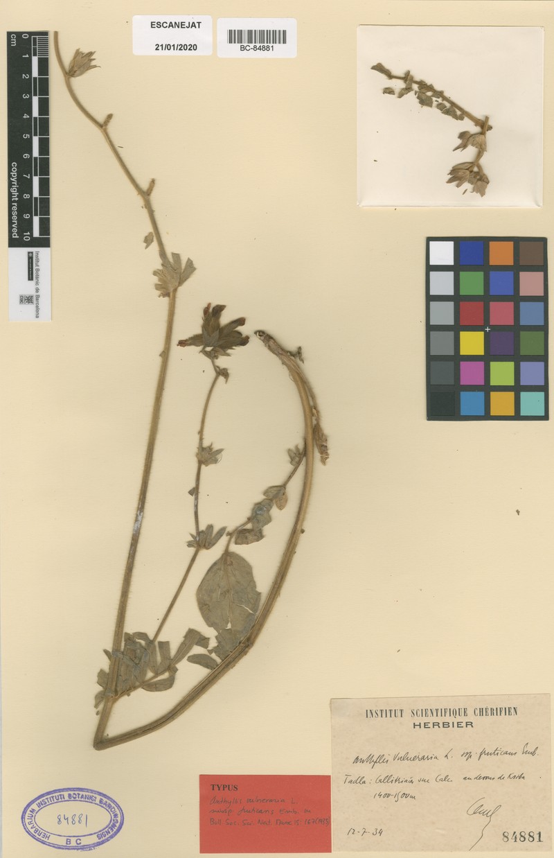 Anthyllis vulneraria subsp. fruticans