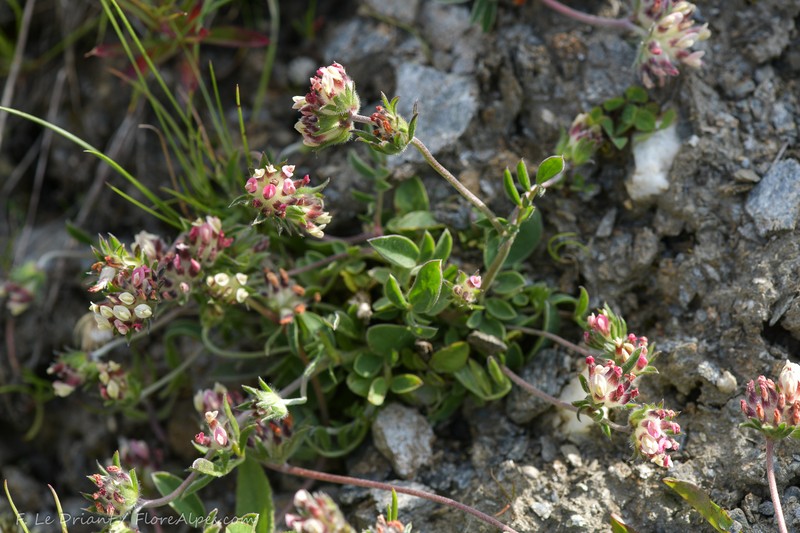 Anthyllis vulneraria subsp. guyotii