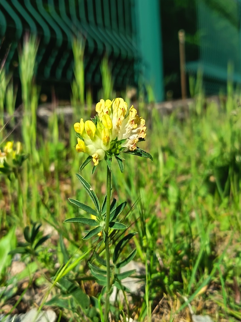 Anthyllis vulneraria subsp. vulneraria