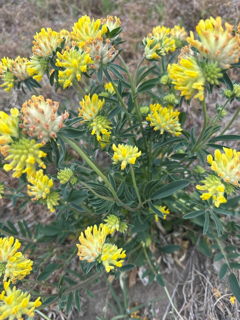 Anthyllis vulneraria subsp. vulneraria photo 2