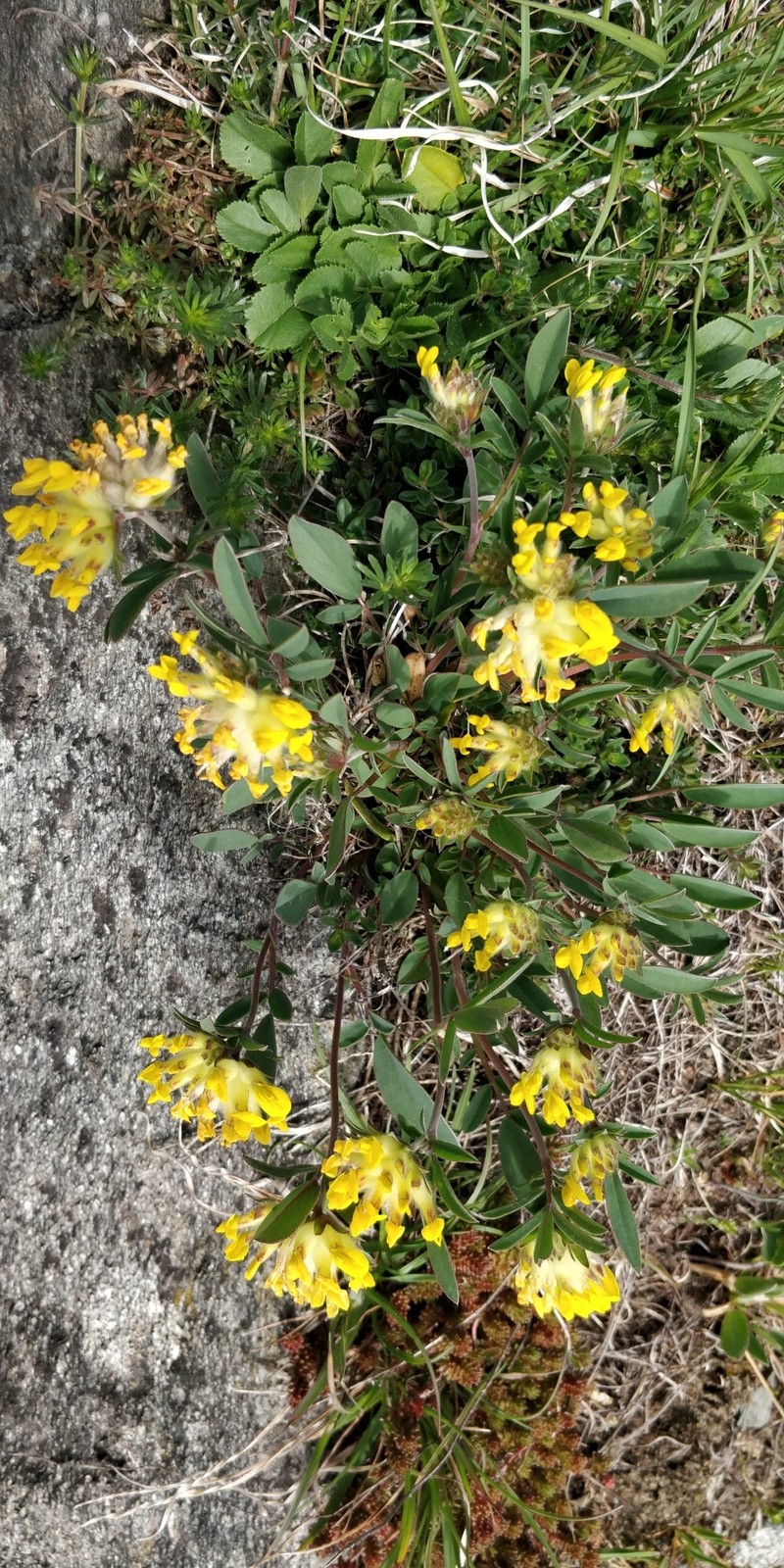 Anthyllis vulneraria subsp. vulneraria photo 3