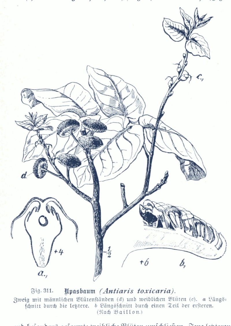 Antiaris toxicaria