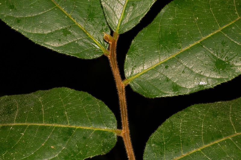Antiaris toxicaria photo 5