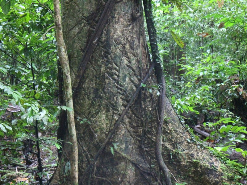 Antiaris toxicaria photo 6
