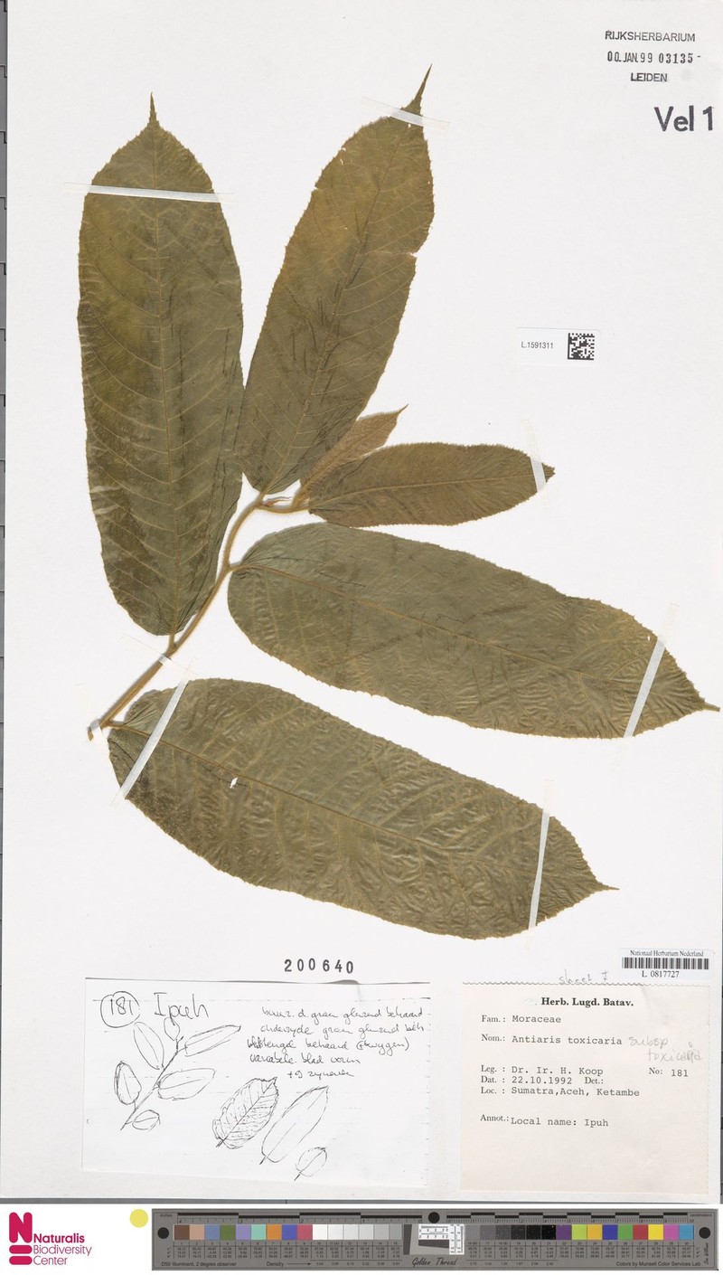 Antiaris toxicaria subsp. toxicaria