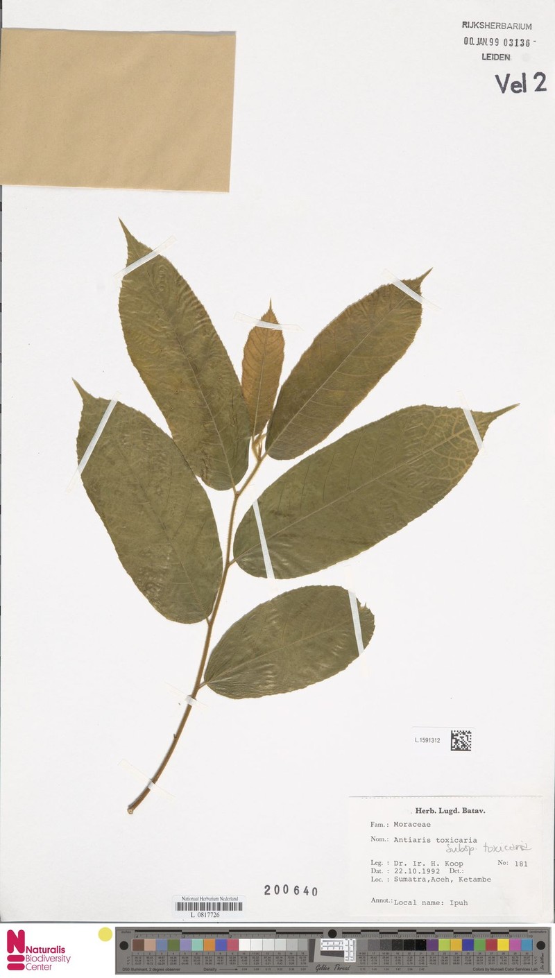 Antiaris toxicaria subsp. toxicaria photo 2
