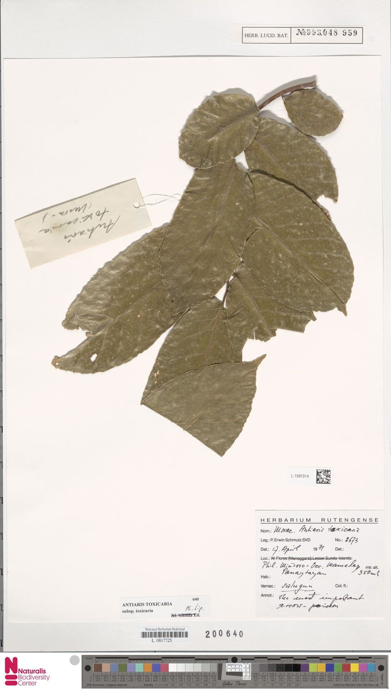 Antiaris toxicaria subsp. toxicaria photo 3