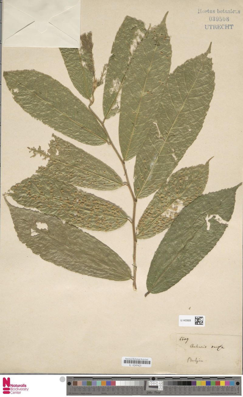 Antiaris toxicaria subsp. toxicaria photo 4