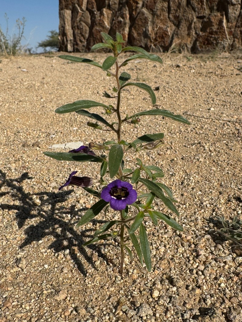 Anticharis angolensis