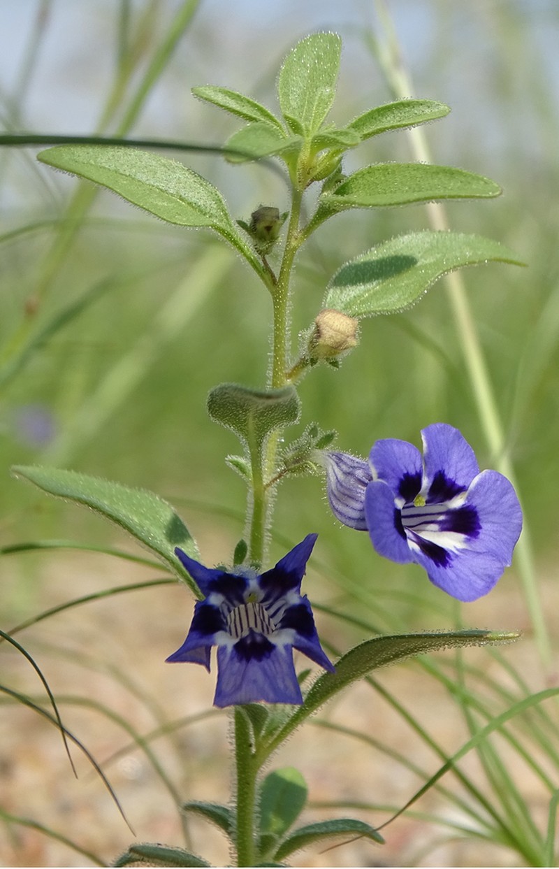 Anticharis ebracteata