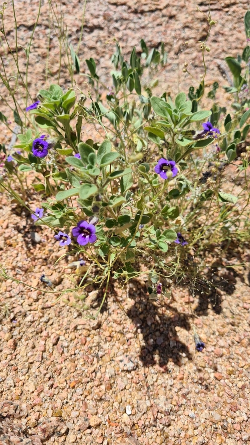 Anticharis ebracteata photo 2