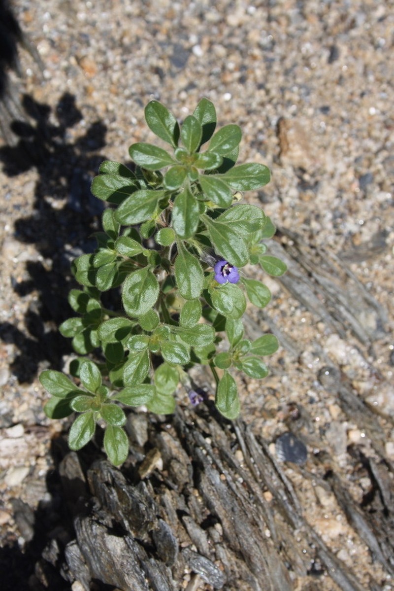 Anticharis ebracteata photo 3