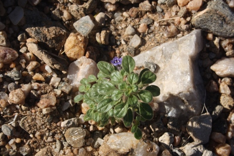 Anticharis ebracteata photo 4