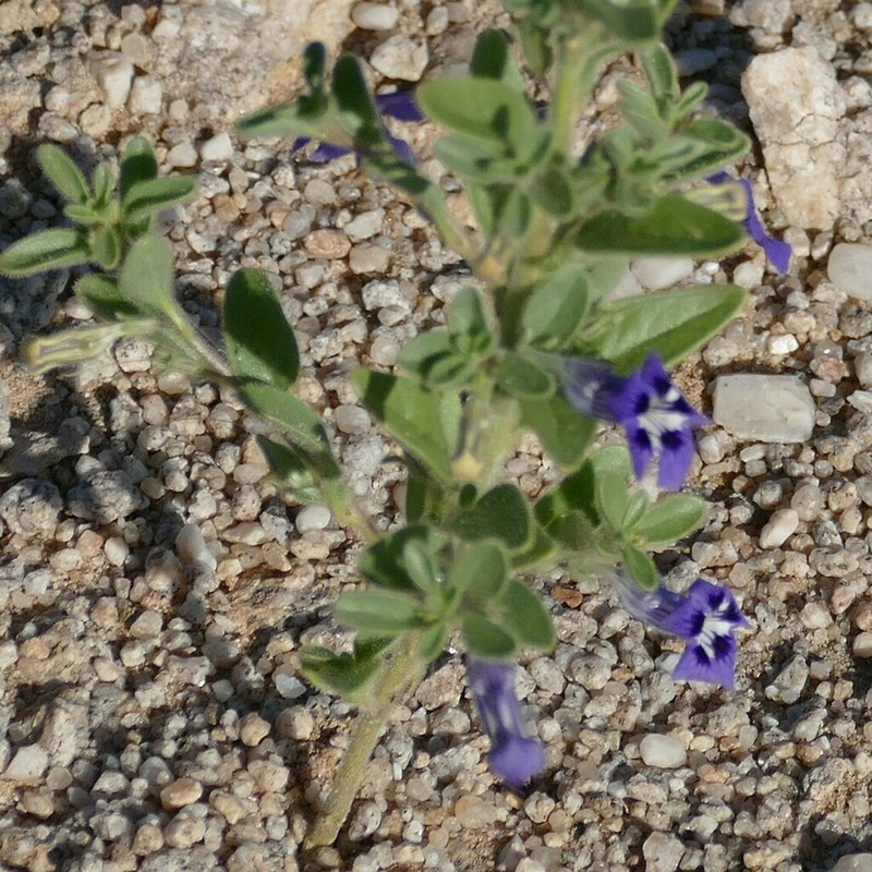 Anticharis ebracteata photo 5
