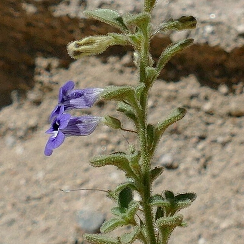 Anticharis ebracteata photo 6