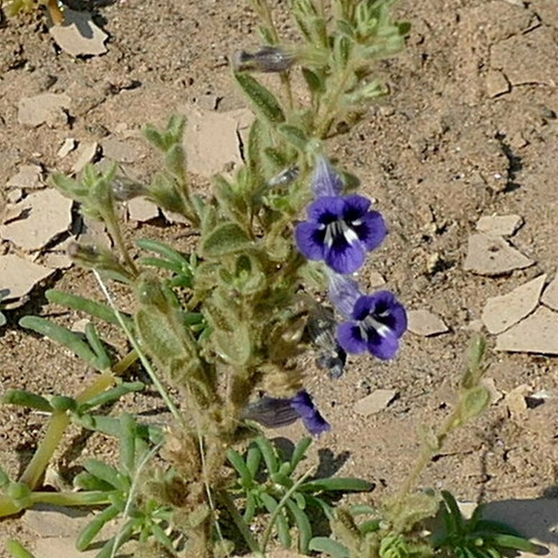 Anticharis ebracteata photo 7