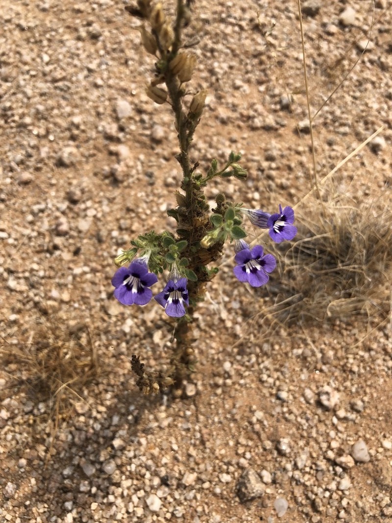 Anticharis ebracteata photo 8