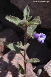 Anticharis glandulosa