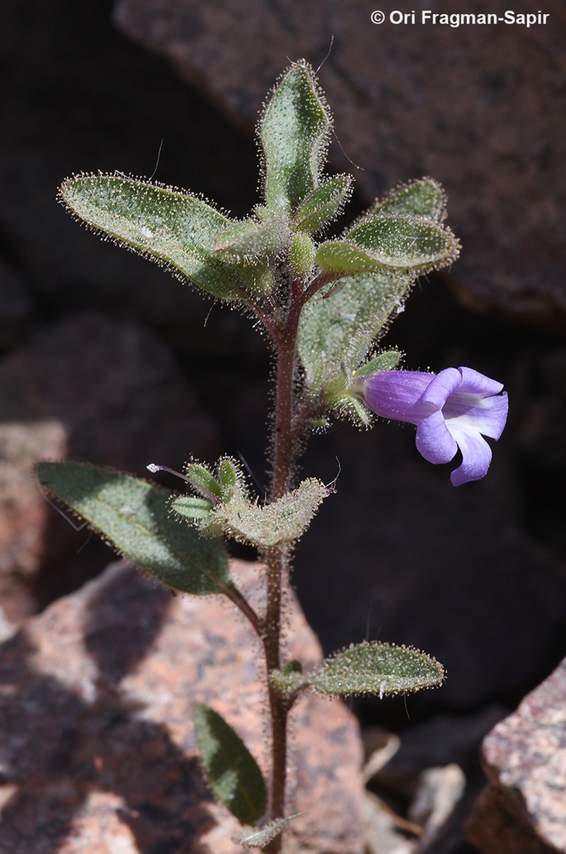 Anticharis glandulosa