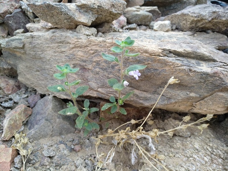 Anticharis glandulosa photo 2