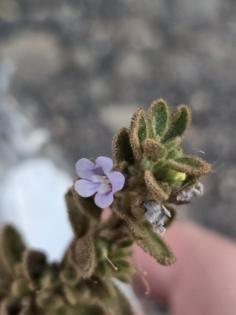 Anticharis glandulosa photo 3